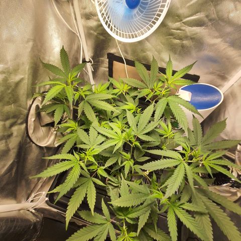 3g2. growlog timeline photo