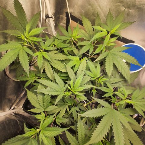 3g2. growlog timeline photo