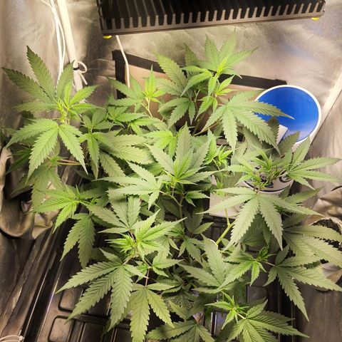 3g2. growlog timeline photo