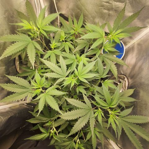 3g2. growlog photo: 1200ppm 