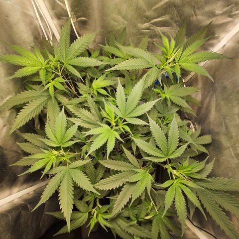 3g2. growlog timeline photo