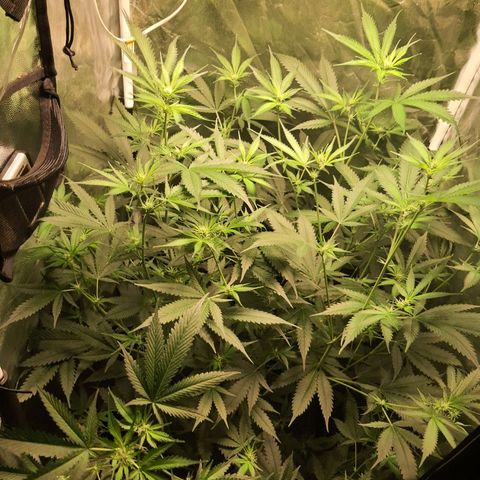 3g2. growlog timeline photo