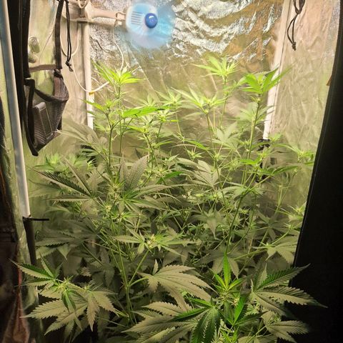 3g2. growlog timeline photo