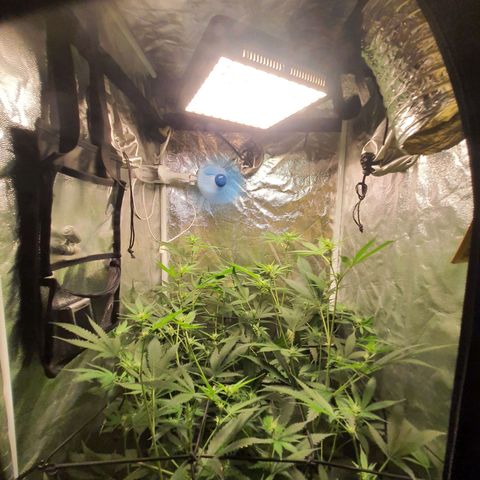 3g2. growlog photo: Floração dia 13