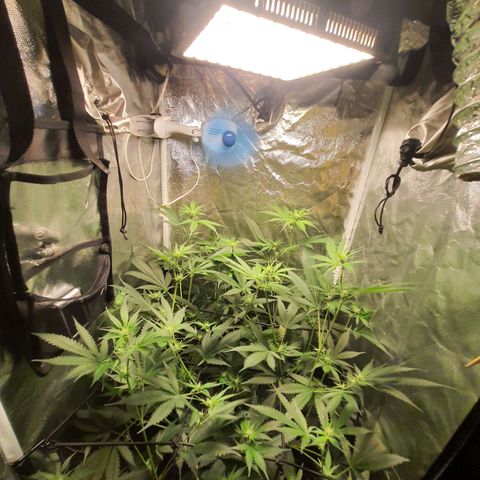 3g2. growlog photo: Floração dia 13