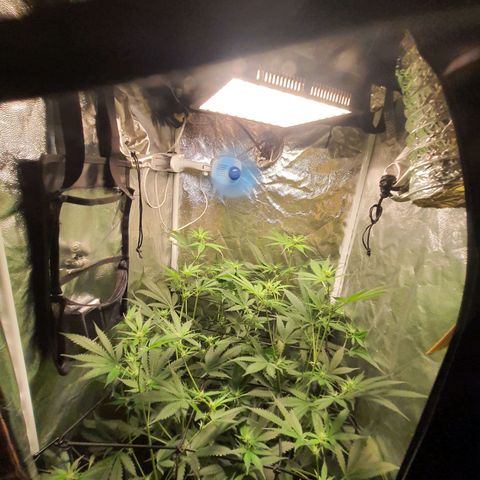 3g2. growlog photo: Floração dia 13