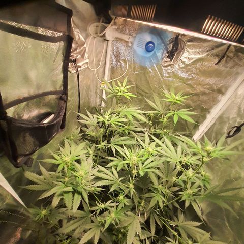 3g2. growlog photo: Flor dia 16