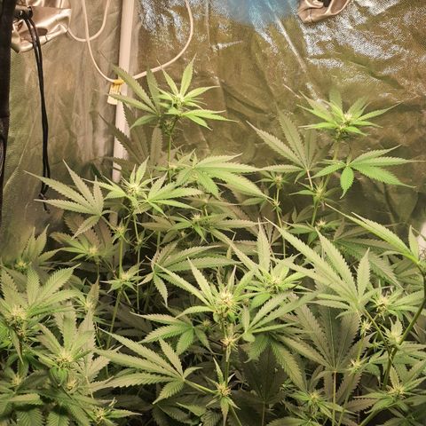 3g2. growlog photo: Flor dia 16