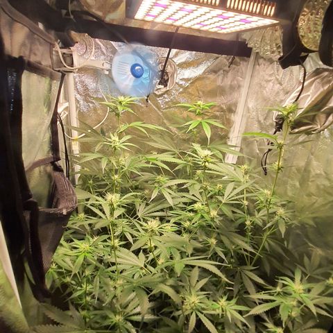3g2. growlog photo: Flor dia 20