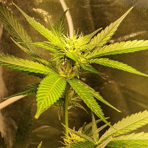 3g2. growlog photo: Flor dia 21
