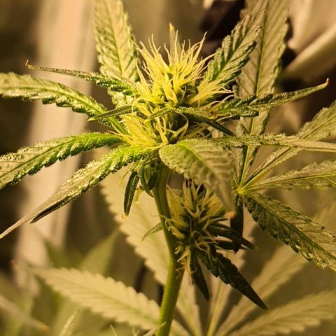 3g2. growlog photo: Flor dia 21