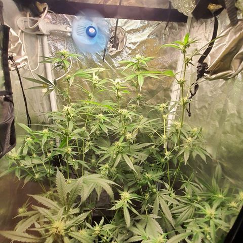 3g2. growlog photo: Lollipoping flor dia 21 3g 