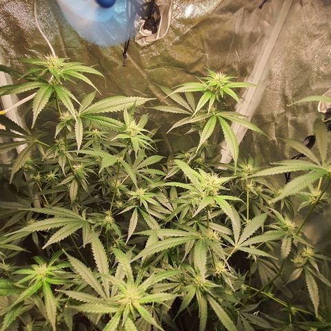 3g2. growlog photo: Lollipoping flor dia 21 3g 