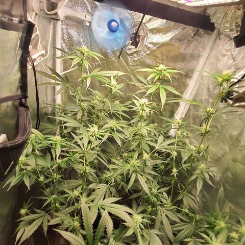 3g2. growlog photo: Lollipoping flor dia 21 3g 