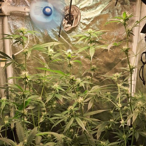 3g2. growlog photo: Lollipoping flor dia 21 3g 
