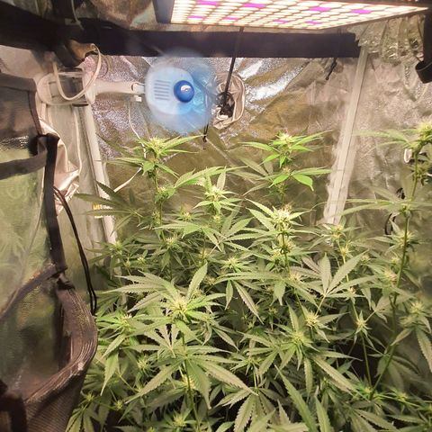3g2. growlog timeline photo