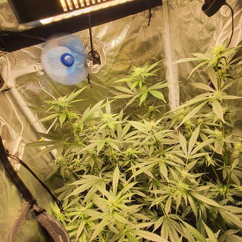3g2. growlog timeline photo