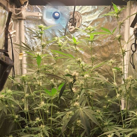 3g2. growlog timeline photo