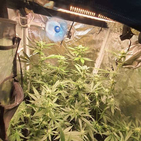 3g2. growlog photo: 4° semana de flora dia 24 