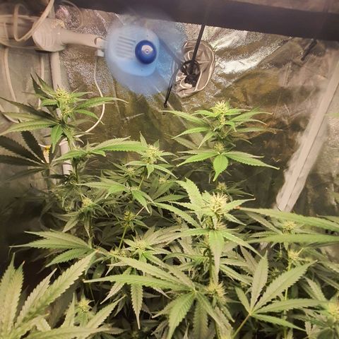 3g2. growlog photo: 4° semana de flora dia 24 