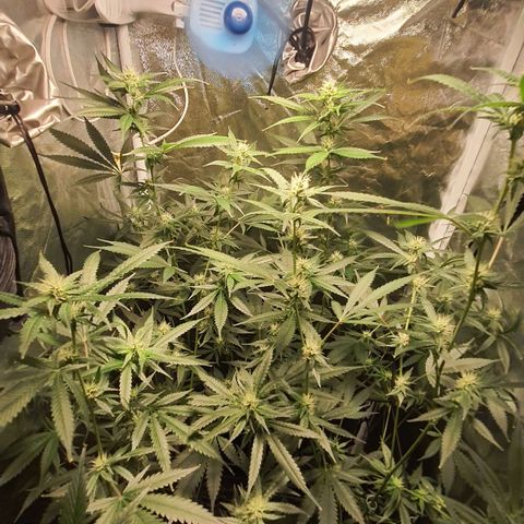 3g2. growlog photo: 4° semana de flora dia 24 