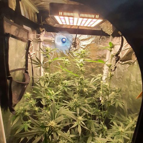 3g2. growlog photo: 4° semana de flora dia 24 