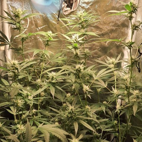 3g2. growlog timeline photo