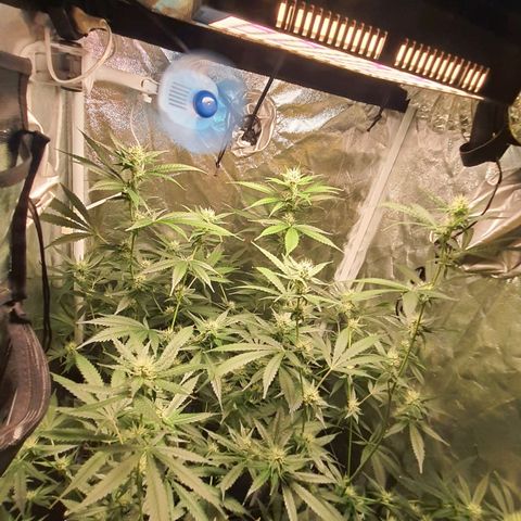 3g2. growlog timeline photo