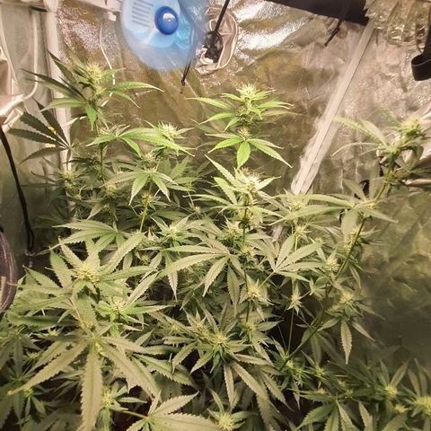 3g2. growlog timeline photo