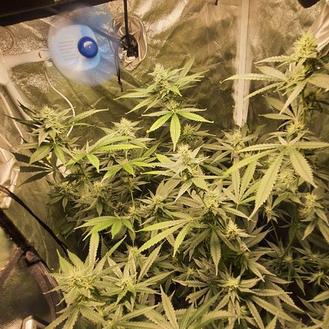3g2. growlog photo: Dia 30 flora 