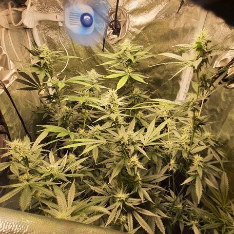 3g2. growlog photo: Dia 30 flora 