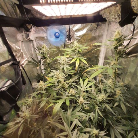 3g2. growlog timeline photo