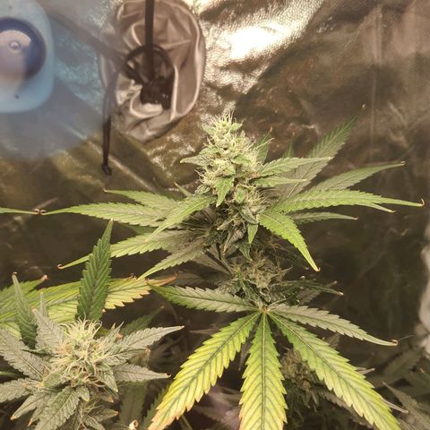 3g2. growlog timeline photo