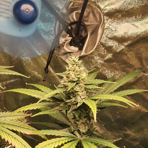 3g2. growlog photo: Flor dia 36
