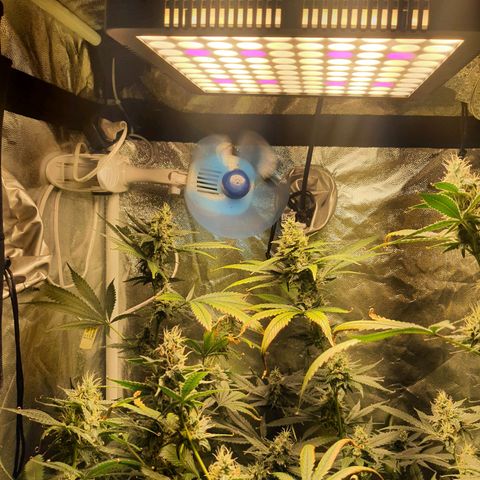 3g2. growlog photo: Flor dia 36