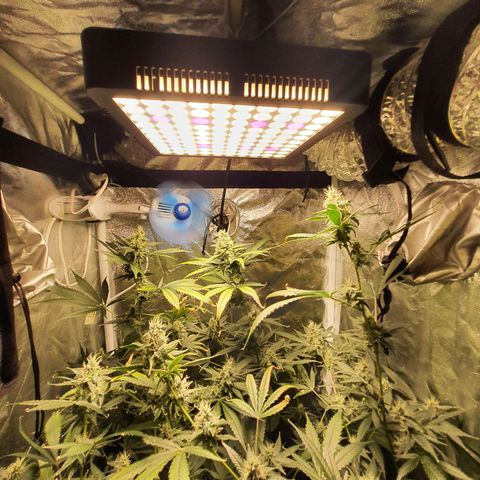 3g2. growlog photo: Flor dia 36