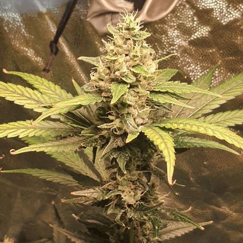 3g2. growlog photo: 900ppm 