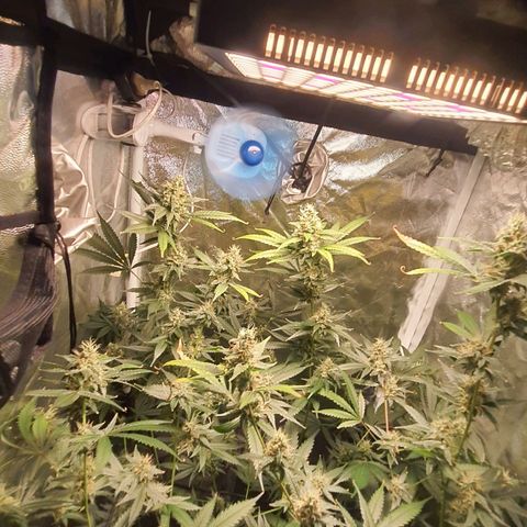 3g2. growlog photo: 900ppm 