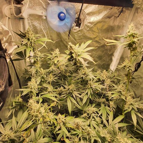3g2. growlog timeline photo