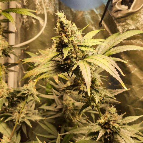 3g2. growlog timeline photo