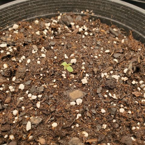 Wedding Cake #2 growlog photo: Today was the first sign of leaves plant is looking healthy and it's a little ahead of the other wedding cake!