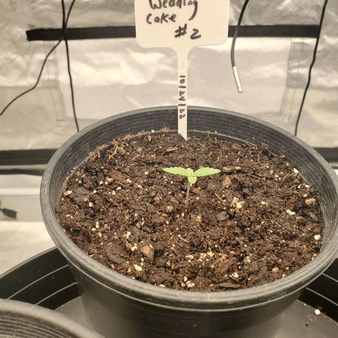 Wedding Cake #2 growlog timeline photo