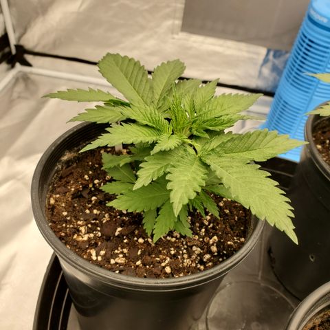 Wedding Cake #2 growlog timeline photo