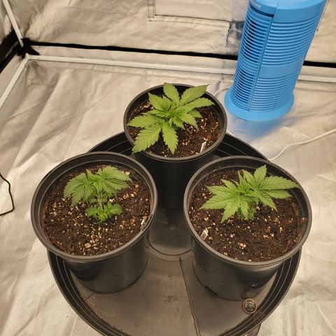 Wedding Cake #2 growlog photo: Right after I did the first pruning on all three plants to give more light to everything underneath the canopy! The plants have around three or four nodes at this point and are growing healthy!