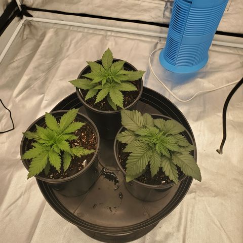 Wedding Cake #2 growlog photo: These pictures are right before I did the first pruning on all three plants you can see how much the top canopy is blocking light from the lower branches! After pruning they are getting a lot more light lower and not losing energy from Big useless fan leaves!