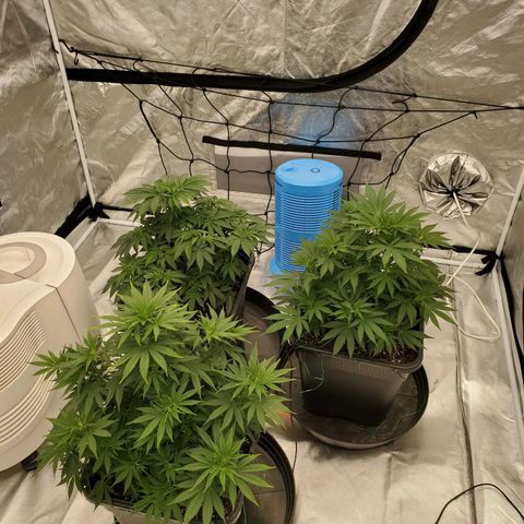 Wedding Cake #2 growlog timeline photo