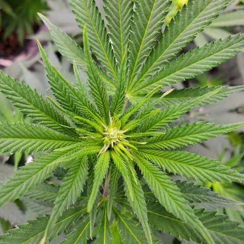 Wedding Cake #2 growlog photo: 5 days into flower
