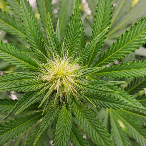 Wedding Cake #2 growlog timeline photo