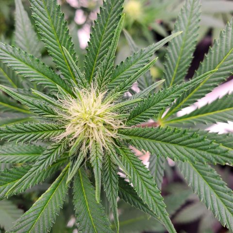 Wedding Cake #2 growlog timeline photo