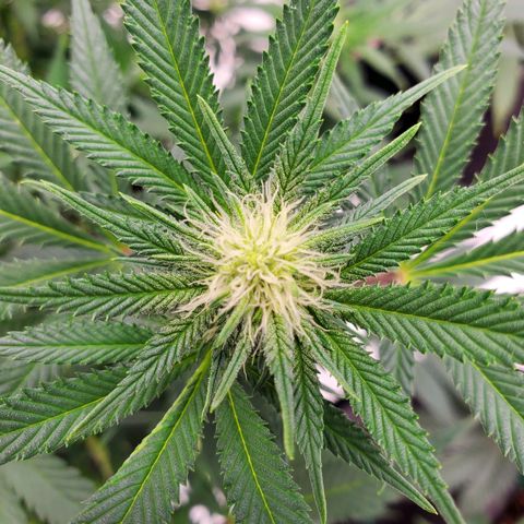 Wedding Cake #2 growlog timeline photo